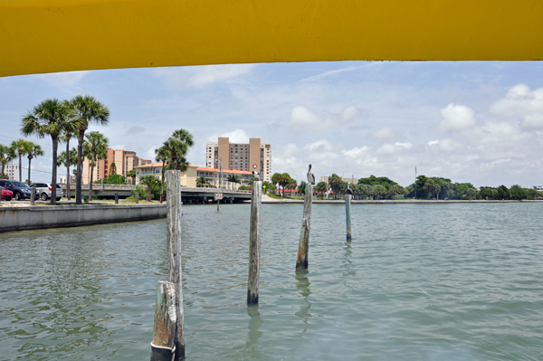 pelicans and water